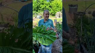 First Time Growing These… Never Stopping #gardening #homestead