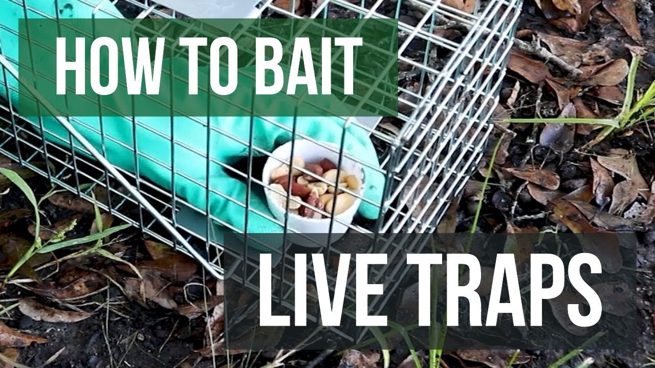 how-to-bait-live-animal-traps-live-trapping-tips-youtube