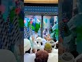 خلیفہ امیر اہلسنت نعت شریف پڑھتے ہوئے Video Islam Viral Trending Raza Reels Subscribe 