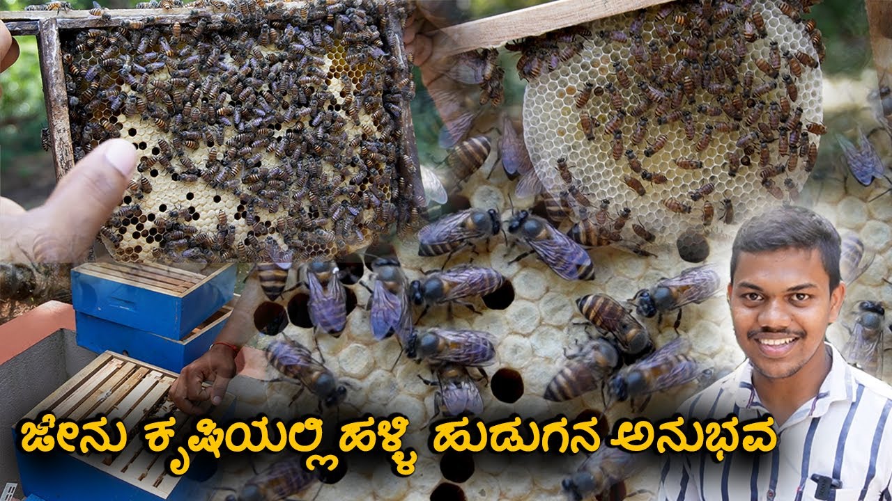 ಜೇನಿನ ಬಗ್ಗೆ ಇಷ್ಟೊಂದು ವಿಷಯ ಗೊತ್ತಿರಲಿಲ್ಲಾ | Honey Farming in Village | Karavali Vlogs
