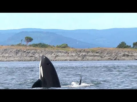 Video: Avistamiento de ballenas en Vancouver: la guía completa