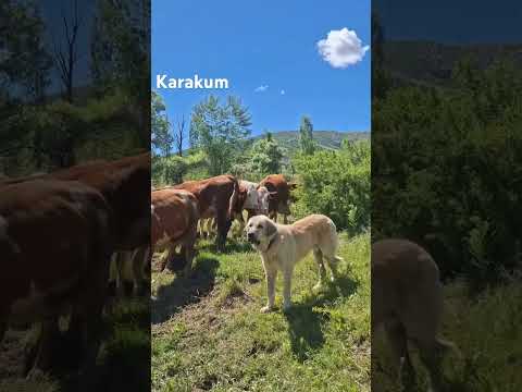 #ineklere ırmağı ￼geçerken uzun ve meşakkatli bir yol #shortvideo