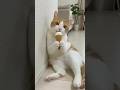 #catvideos #comedyshorts #viralshort
