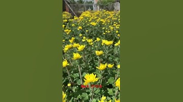 Hoa Cúc Đại Đóa Tết 2022 Khu A  17/12 Chậu 40 Xuất SG Công Ty Cp Hoa Cúc Ninh Giang Khánh Hoà A Nhàn