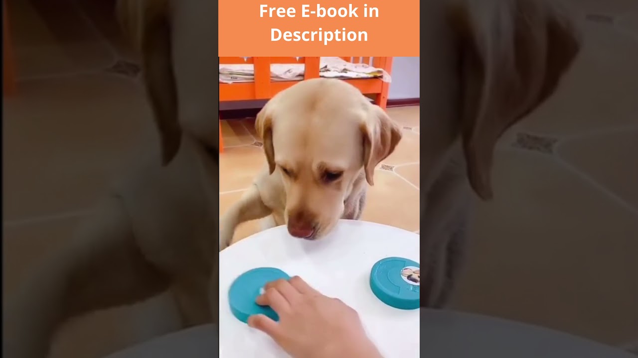 Funny Dog | Makes The Wrong Decisions 