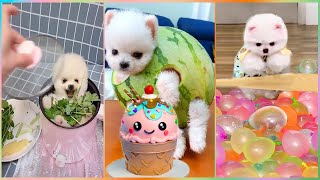 New Funny and Cute Dog Pomeranian 2023 😍🐶| Funniest Puppy Videos 🐕 # 383