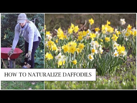 Video: Penaturalisasian Daffodil - Cara Menaturalisasikan Mentol Daffodil Dalam Landskap