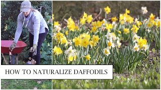 How to Naturalize Daffodils in the Lawn // Planting Narcissus in Grass // Northlawn Flower Farm