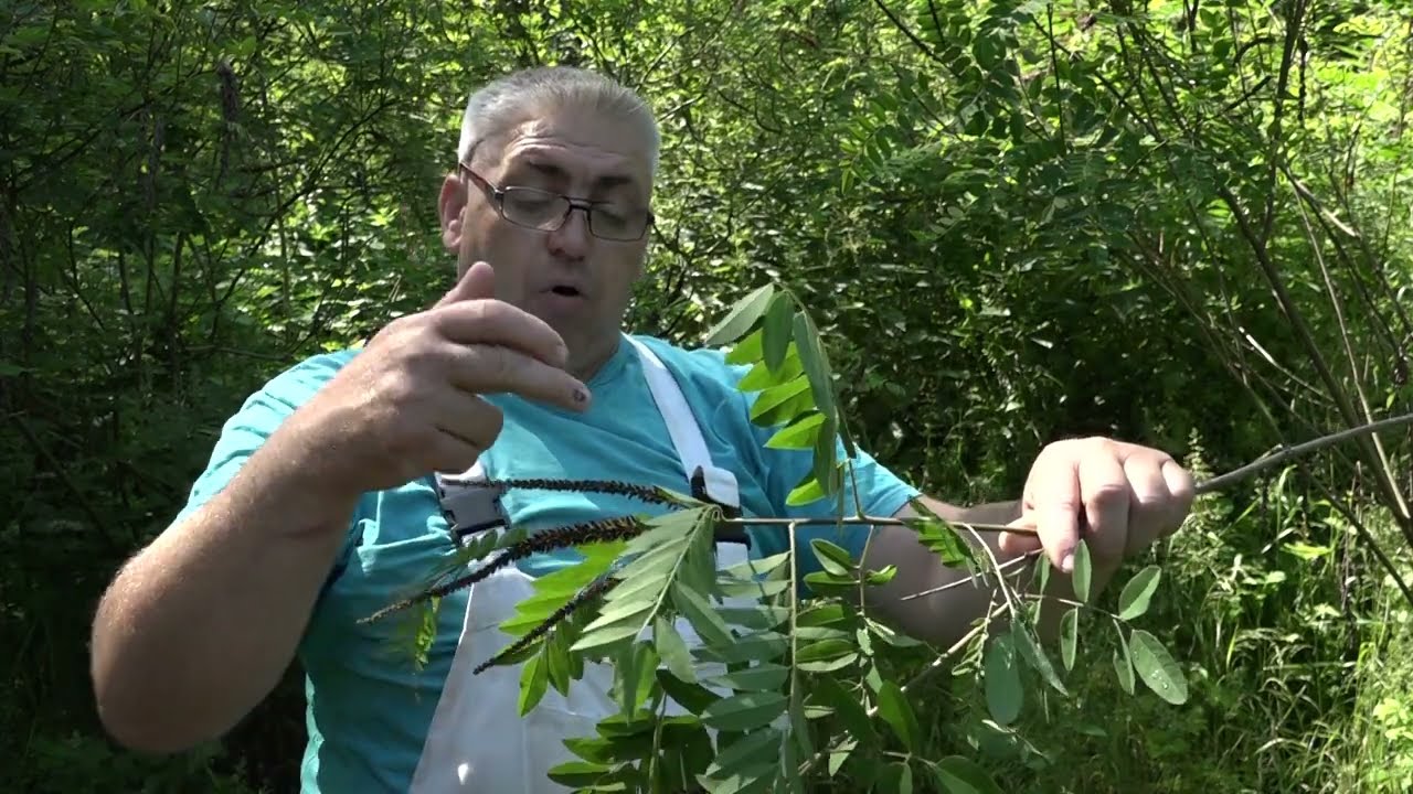 Boja meda ep. 277 27.06.2023. Bagremac, ventilacija u košnici