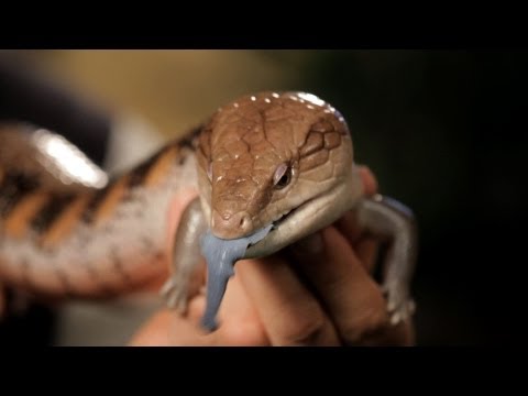 6-cool-facts-about-blue-tongued-skinks-|-pet-reptiles