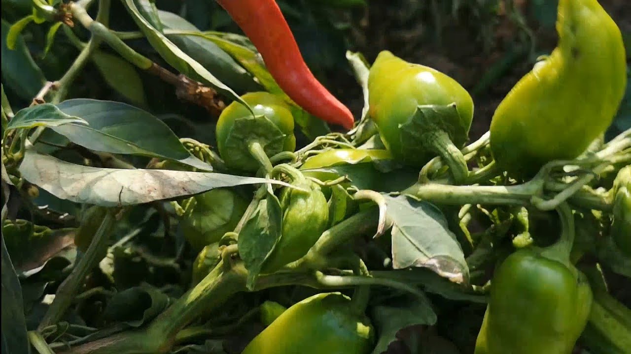 Vue des champs plantés de divers légumes/منضر من الحقول المزروعة من مختلف الخضرواة 🥕🫑🥔