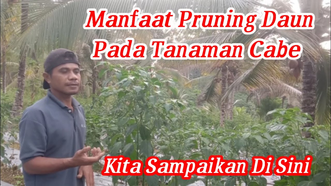 SEBERAPA PENTING PRUNING DAUN PADA TANAMAN CABAI