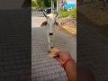 Gau Mata ka aashirwad aur pyara sa bhajan 🙏✨ #viral