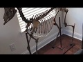Full deer skeleton articulation