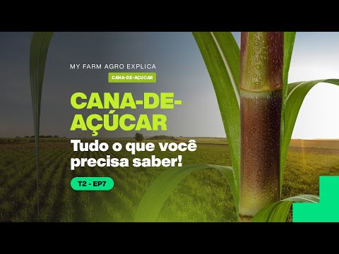 Vídeo: Cana-de-açúcar para climas frios – Aprenda sobre variedades de cana-de-açúcar de baixa temperatura