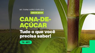 Resumão sobre a cana-de-açúcar: tudo o que você precisa saber!