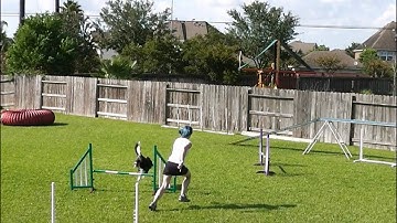 Dog Agility - Rear Cross