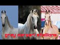 Grey marwari stallions of india  greatmarwarihorsesofmarwar
