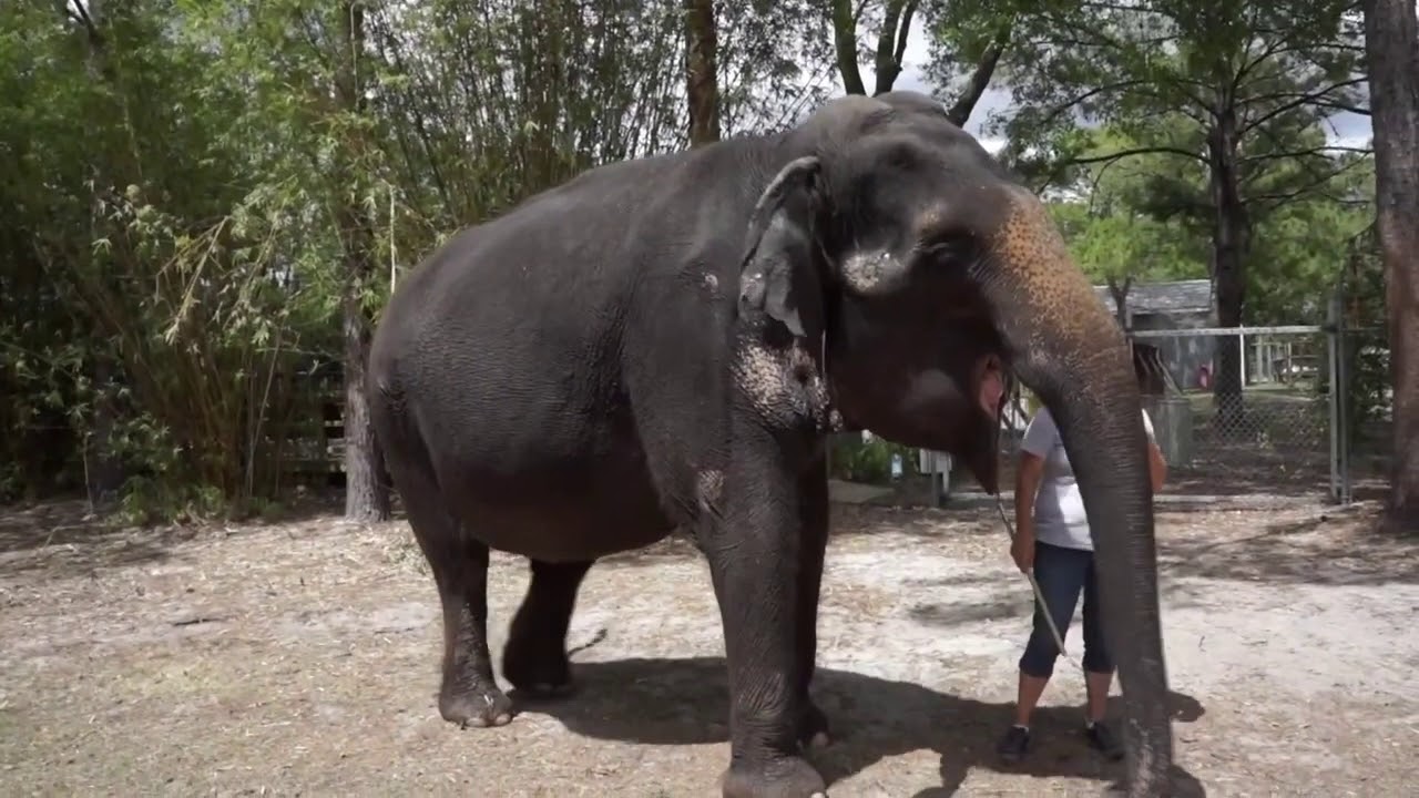 Asian Elephant Sound