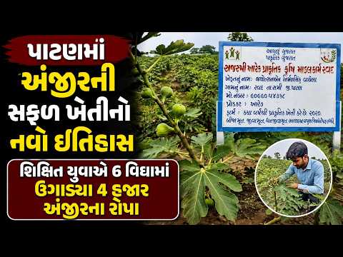 #patan | પાટણમાં અંજીરની સફળ ખેતીનો નવો ઇતિહાસ.| #drashtikonnews
