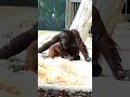 These Cute and Funny Orangutans Will Brighten Your Day#shorts#orangutans#funnyvideo#funnyanimals