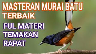 masteran murai batu trrbaik full materi tembkan rapat paling banyak di cari