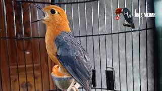 Pancingan Untuk Membuat Burung ANIS MERAH Berkicau Mudah-mudahan Bikin Gacor Konslet Anis apapun 
