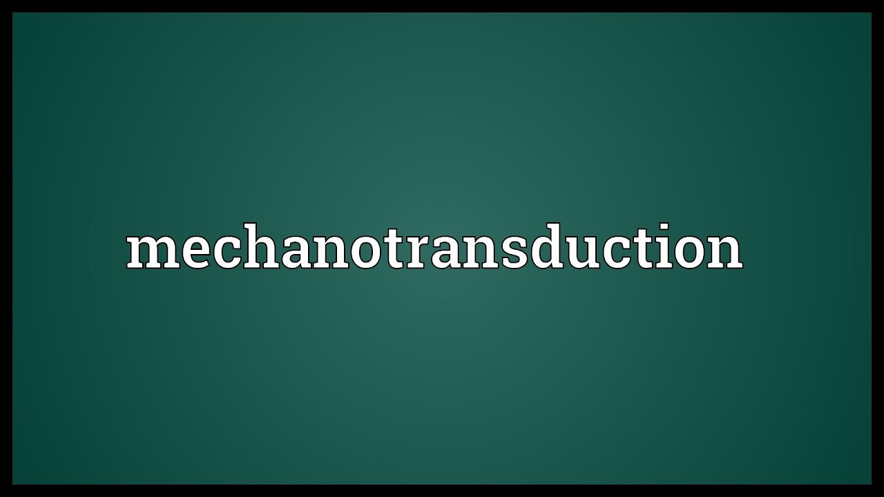Bilderesultat for mechanotransduction