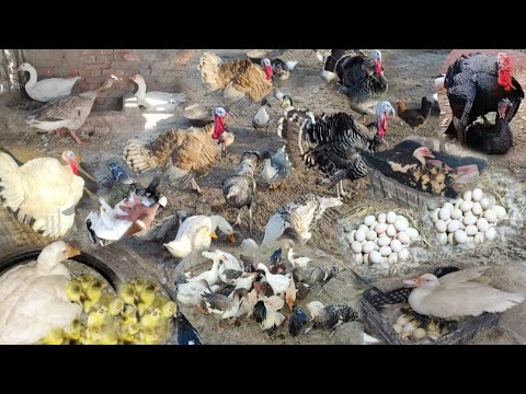 خير ربنا عليا طلعت علي السطح اتصدمت من المفاجآت😮 فقس بيض الرومي و البط و كمان بيض الوز ي كرمك يارب🤗🤗