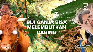 Download Lagu WANDERMUSE #5: Biji Ganja Bikin Empuk Daging Sapi??? Download Lagu WANDERMUSE #5: Biji Ganja Bikin Empuk Daging Sapi???
