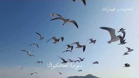 سورة العنكبوت بي صوت يجعل القلب خاشع الشيخ ماهر المعيقلي