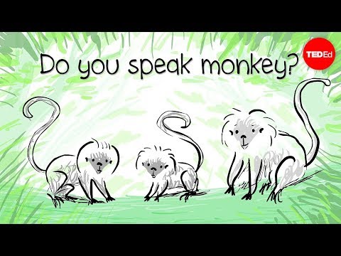 How to speak monkey: The language of cotton-top tamarins - Anne Savage