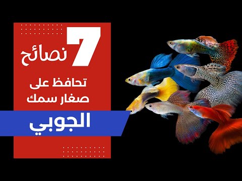 فيديو: حماية الشتاء الكراوية: تعرف على كيفية الاحتفاظ بالكراوية في الشتاء