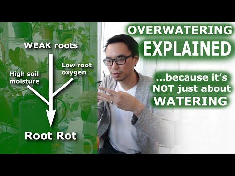 Overwatering EXPLAINED: time to get clarity...
