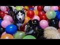 Surprising My Huskies With 500 Balloons!