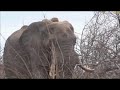 Safari Live : Stefan with the biggest Bull Elephant we've ever seen on Bush Walk  Oct 07, 2017