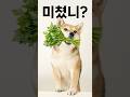 미나리 먹고 미쳤니?