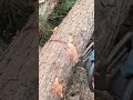 Careful and neat log cutting using chainsaw #shorts #chainsaw #woodwork