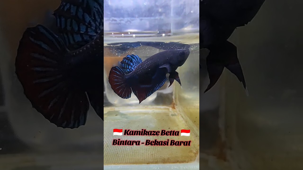 Kirim 2 ekor MDS warna silver merah buat ke daerah Jember 