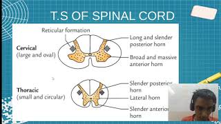 MBBS AN57.3 AN57.5 TS of Spinal Cord at Mid-cervical & Thoracic Level  | Sudharshan PB