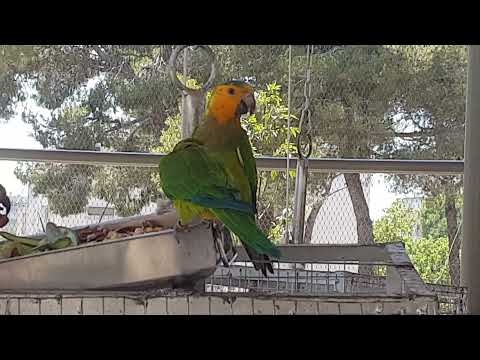 A pair of Brown-throated parakeets