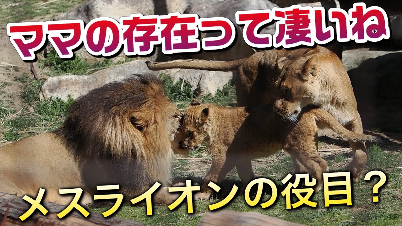 かりのけいこ : ライオンのかぞく YouTube