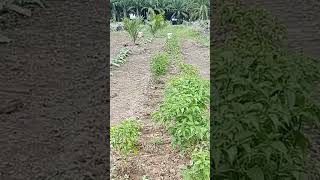 pertumbuhan tanaman cabai usia empat minggu