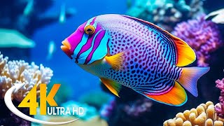 The Colors of the Ocean 4K ULTRA HD  The Best 4K Sea Animals for Relaxation & Calming Music