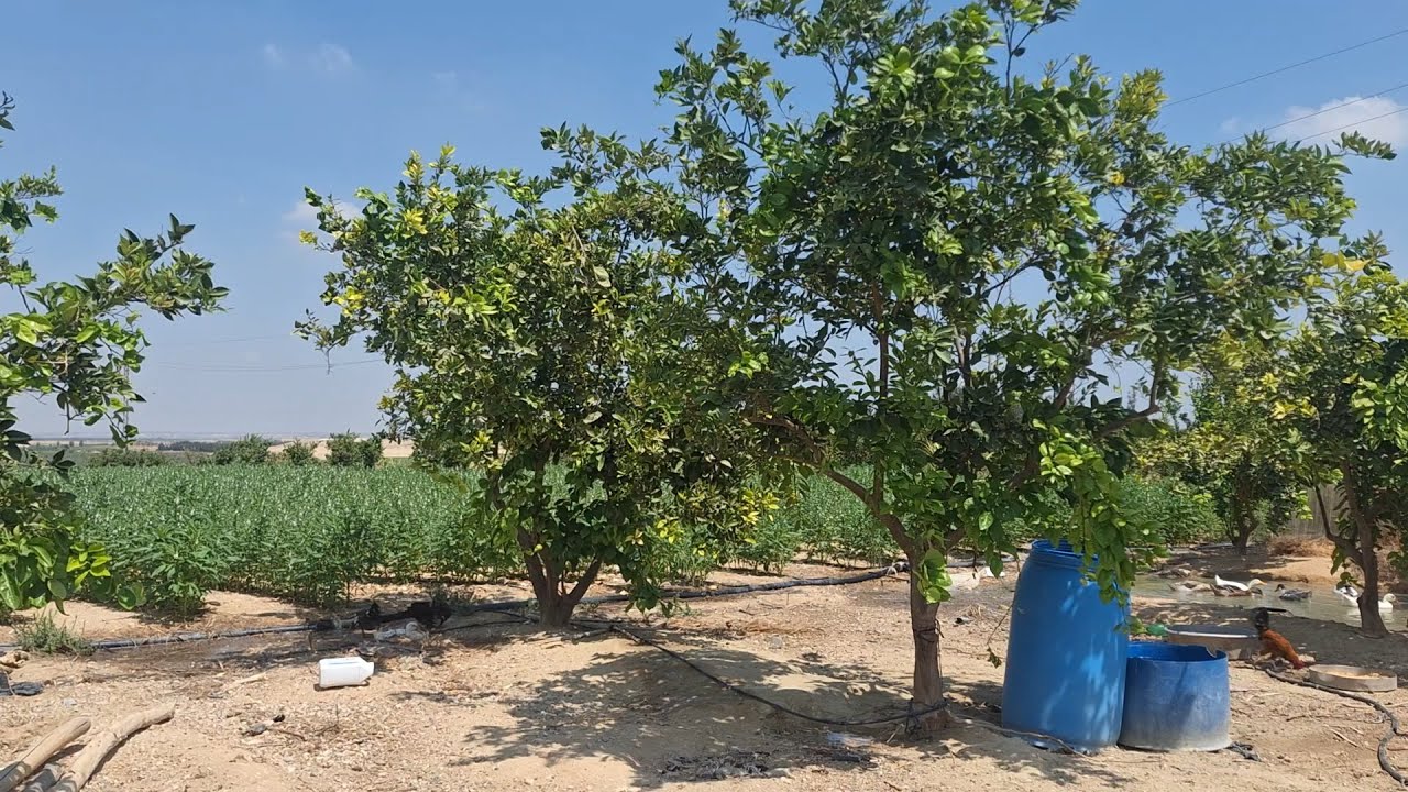 فرصة محترمة 5 فدان في وادي النطرون طريق مصر اسكندرية الصحراوي