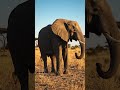 #ai #aiart #aishorts #aivideo #elephant #dance #shorts #cartoon #children #ytshorts #youtube #viral