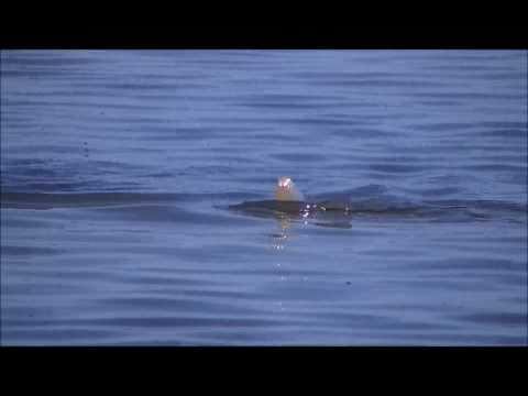 Winter Redfish in Rattlesnake Bay, South Padre Isl...