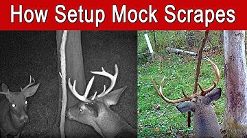 How to Make Mock Scrapes for Bucks & All Whitetail Deer | Step By Step Guide