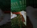 সুন্দর খরগোশ পাকা আম খাচ্ছে #খরগোশ #rabbit #vairal  #cute #bunny