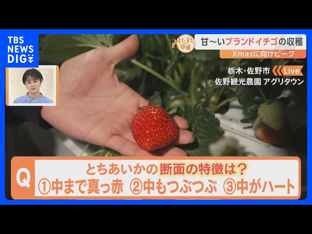 クリスマスを前に今が収穫真っ盛り！「いちご王国」栃木県が誇る